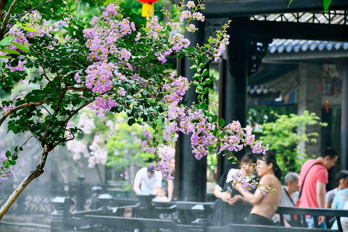 今夏繁花景 余荫谱华章1.jpg